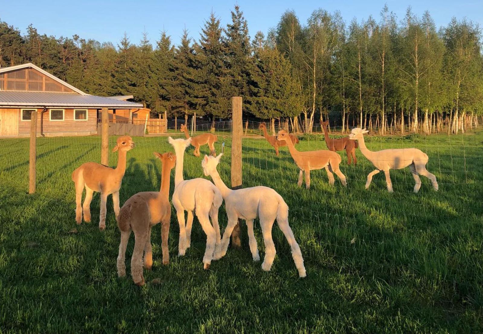 Alpakarium, Hodowla Alpak & Pensjonat Stara Kornica Extérieur photo